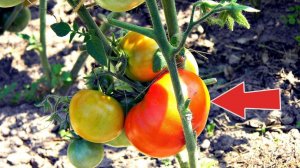 Супер урожайные раннеспелые сорта томатов без пасынков для открытого грунта!