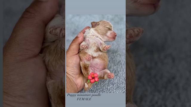 1.07.23 родились рыже белые и один бело рыжий от прекрасной пары Ромэо & Ритка