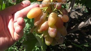 Среднеспелые сорта винограда 2019. Диксон