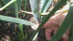 Лук из чернушки за один сезон. Результат выращивания