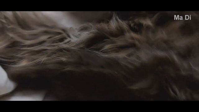 "Мы спать хотим" Смешные коты смотреть онлайн