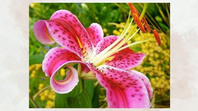 Видеоальбом в Подарок маме Цветы мира смотреть онлайн