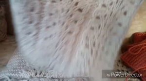 Продвижение моих процессов из Кавказской пряжи. __вяжу носочки