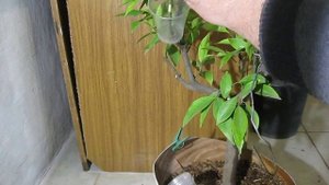 ВОЗДУШНЫЕ  ОТВОДКИ НА МАНДАРИНЕ НОБИЛИС