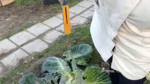 Как сохранить КАРТОШКУ и КАПУСТУ зимой.mp4