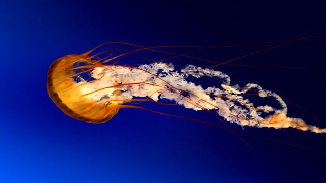 Maddyson podcast: Мэддисон подкаст про Ларина