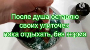 Улитка после проглатывания своих внутренних органов. ?? Как лечим легким душом улиток Ахатин.