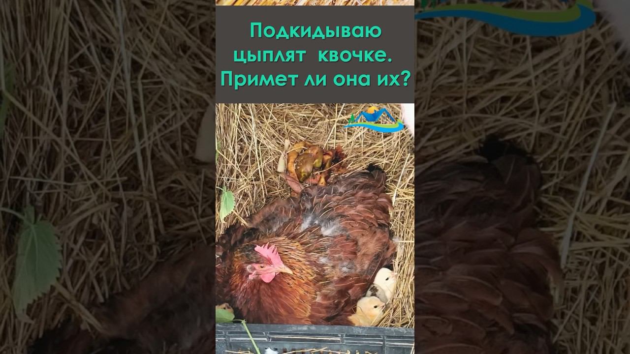 Подкидываю цыплят квочке. Примет ли она их? #домуреки #жизньвдеревне #инкубацияяиц #суточныецыплята