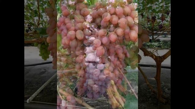 ВИНОГРАД КИШМИШ ЛУЧИСТЫЙ-ОПИСАНИЕ СОРТА смотреть онлайн