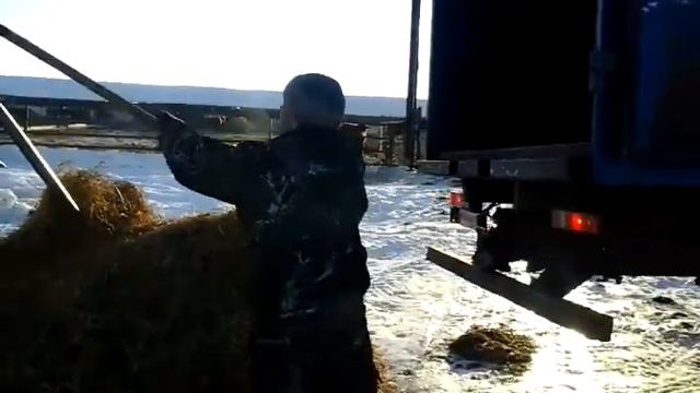 Погрузка КРС в скотовоз для перевозки скота! 89656176005