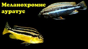 Меланохромис ауратус - Melanochromis auratus