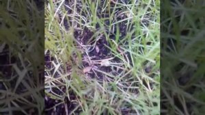 Грунт для Газона