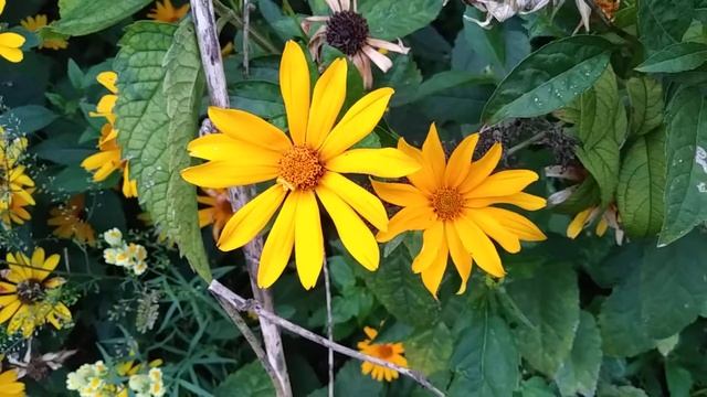 Желтый цветок смотреть онлайн