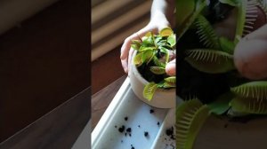 Пересадка ВЕНЕРИНОЙ МУХОЛОВКИ часть 2