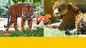 Суматранский тигр против ягуара. Sumatran Tiger against jaguar. Animals Battle.