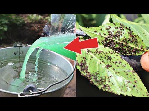 Купаю все растения в этом растворе! Вывела всю тлю со своих грядок и кустов без химии! Аммиак тля