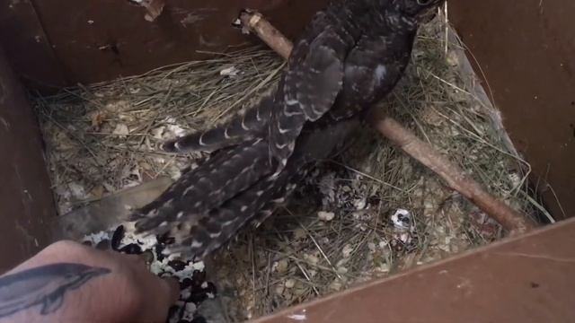 Как кушает кукушка - how the cuckoo eats смотреть онлайн