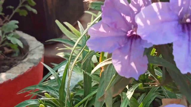 💁 summer m kaise kare care maxicane petunia ki fertilizer kon sa da jis sa kare bhut flowering ❤️ смотреть онлайн