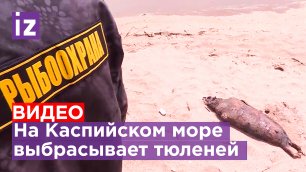 Около 100 тюленей выбросило на берег Каспийского моря / Известия