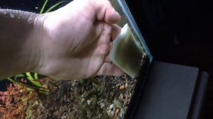 Запуск нового аквариума кубик для креветок неокардин. Часть 1