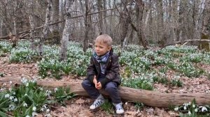 Поля Подснежников | Крым | Аю-Даг | Походы с Детьми