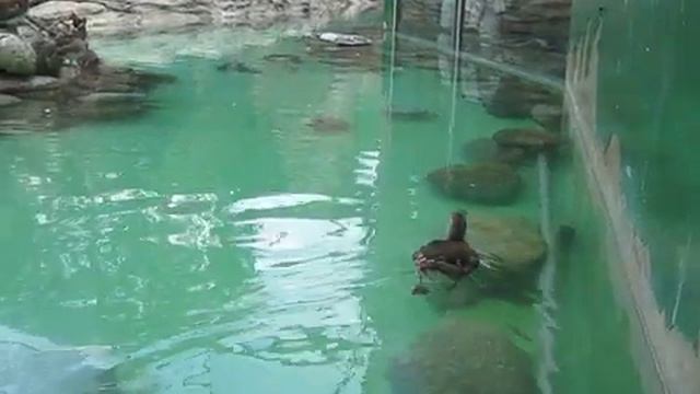 Птицы в зоопарке 1, Сеул смотреть онлайн