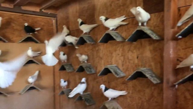 Германия, голуби Владимира Шукманн, пермские гривастые, молодёжь смотреть онлайн