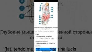 Стопа#1, как на нее приземляться при ходьбе и беге. Основные точки внимания.