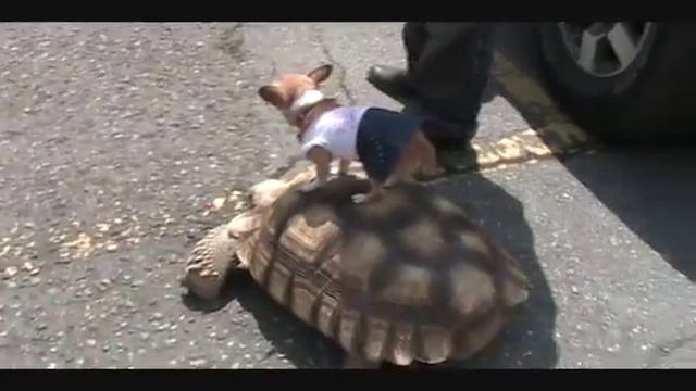 Чихуа хуа катается на черепахе смотреть онлайн