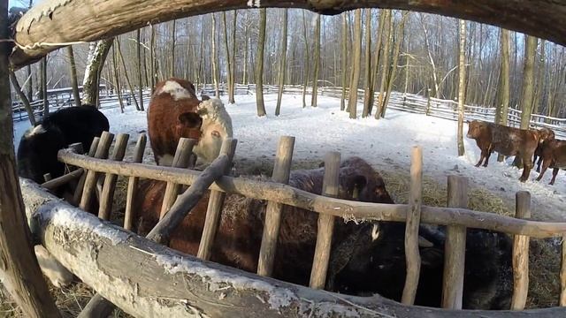 Содержание овец зимой. смотреть онлайн
