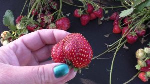 АЛЛЕГРО ранняя клубника