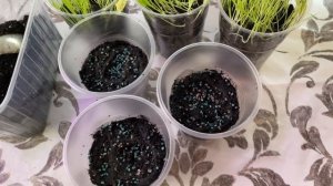 Как вырастить КРУПНЫЙ ЛУК из семян Без пикировки