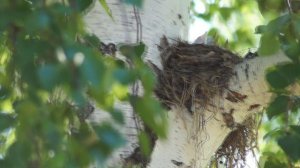 Наши уДачные соседи - многодетные Дрозды. Our Cute Veighbors (Blackbird).