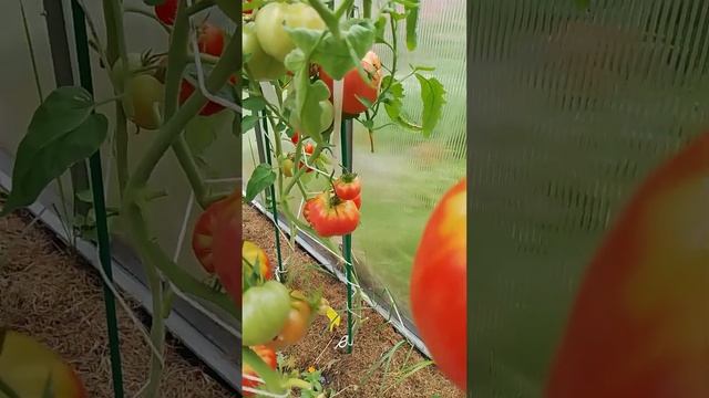 Ура! Томаты начали быстро краснеть, дождалась. смотреть онлайн