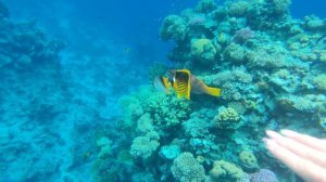 Рыбки красного моря , grand oasis resort