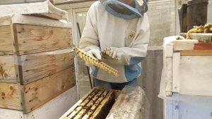 вывод маток  Переставляю маточники в инкубатор