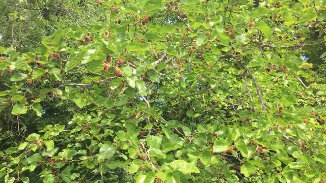 БОТАНИЧЕСКИЙ САД В САМАРЕ | КРАСИВОЕ МЕСТО ОТДЫХА И ПРОГУЛКИ смотреть онлайн