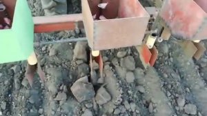 Чеснокосажалка, в работе первый день.