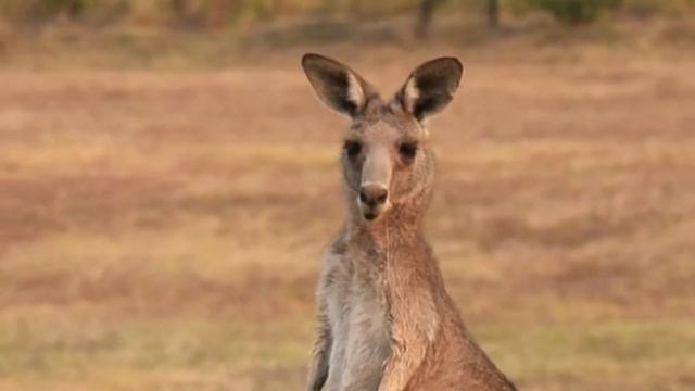 Kangaroo noise - see how do kangaroos communicate ? Kangaroo sounds and noises. смотреть онлайн