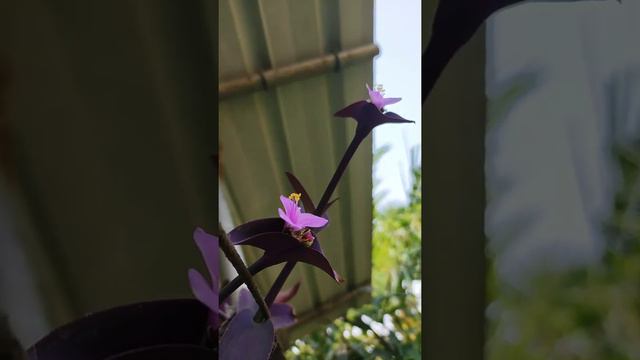 The Purple Heart.. (Tradescantia)