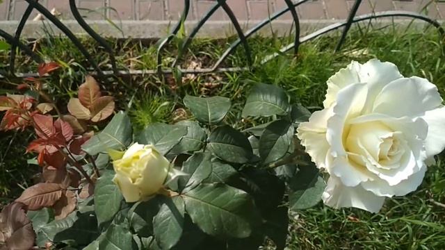 Сиреневые розы в Сочи смотреть онлайн