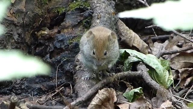 Лесная мышь. Самарская :) смотреть онлайн