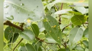 Защита сада от парши и ржавчины в июле.