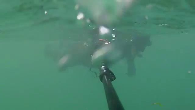 Какие ощющения в гидрокостюме 5мм, в воде 2 градуса. смотреть онлайн