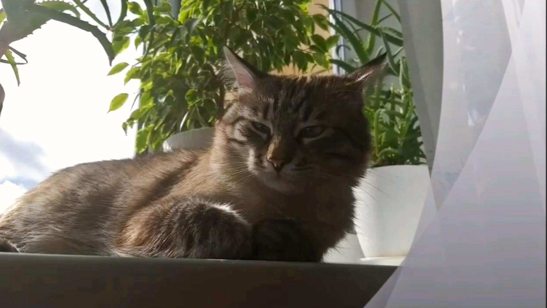 Кот пригрелся на солнышке