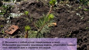 Посадка Сосны из Леса - Пересадка Сосны - Посадка Сосны