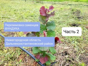ЧАСТЬ 2. Перезимовка ФУНДУКА, Нижегородская область, Дальнеконстантиновский район