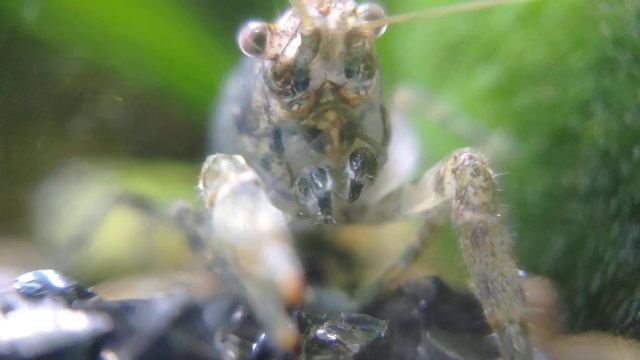 Карликовый луизианский рак смотреть онлайн