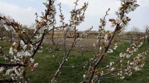 Персики, черешня. Цвет, формировка.