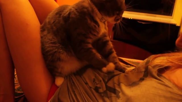 Почему кошки нас топчут передними лапками смотреть онлайн